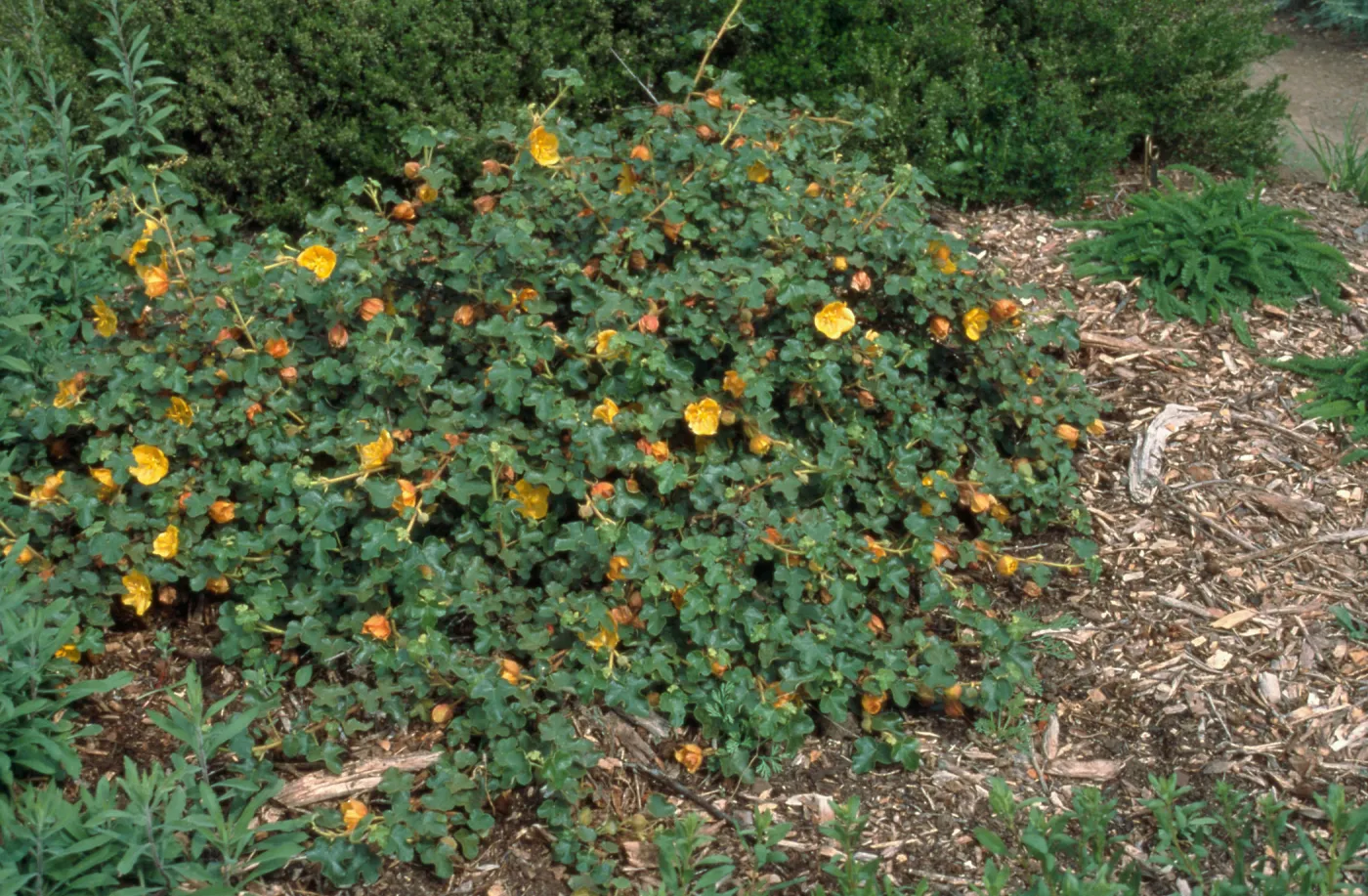 Fremontodendron cv. Daras Gold, SBBG cultivar, Plant Introduction Program