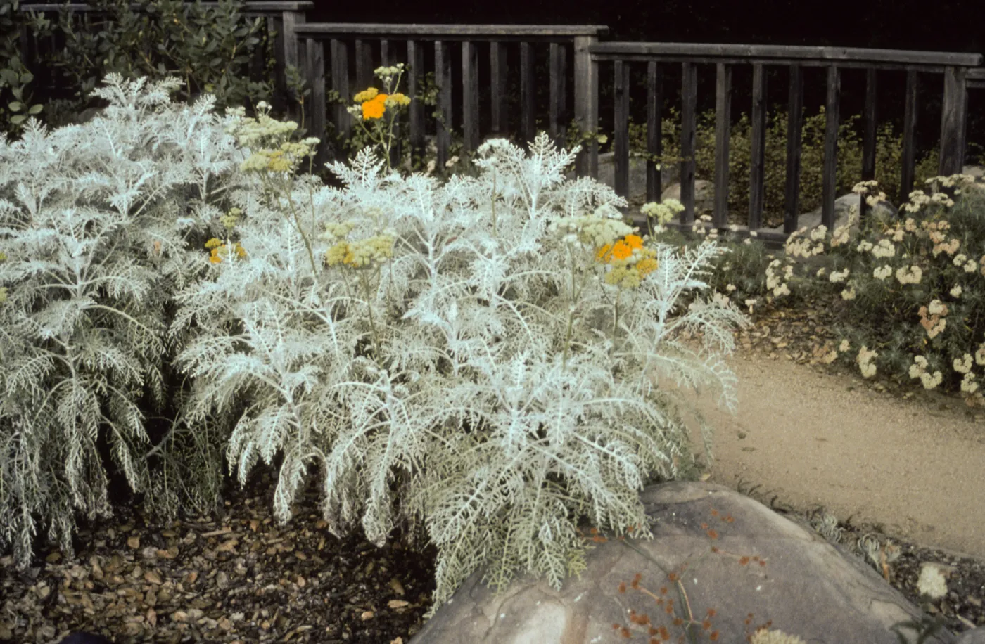 Eriophyllum cv. Canyon Silver in bloom, SBBG cultivar, Plant Introduction Program
