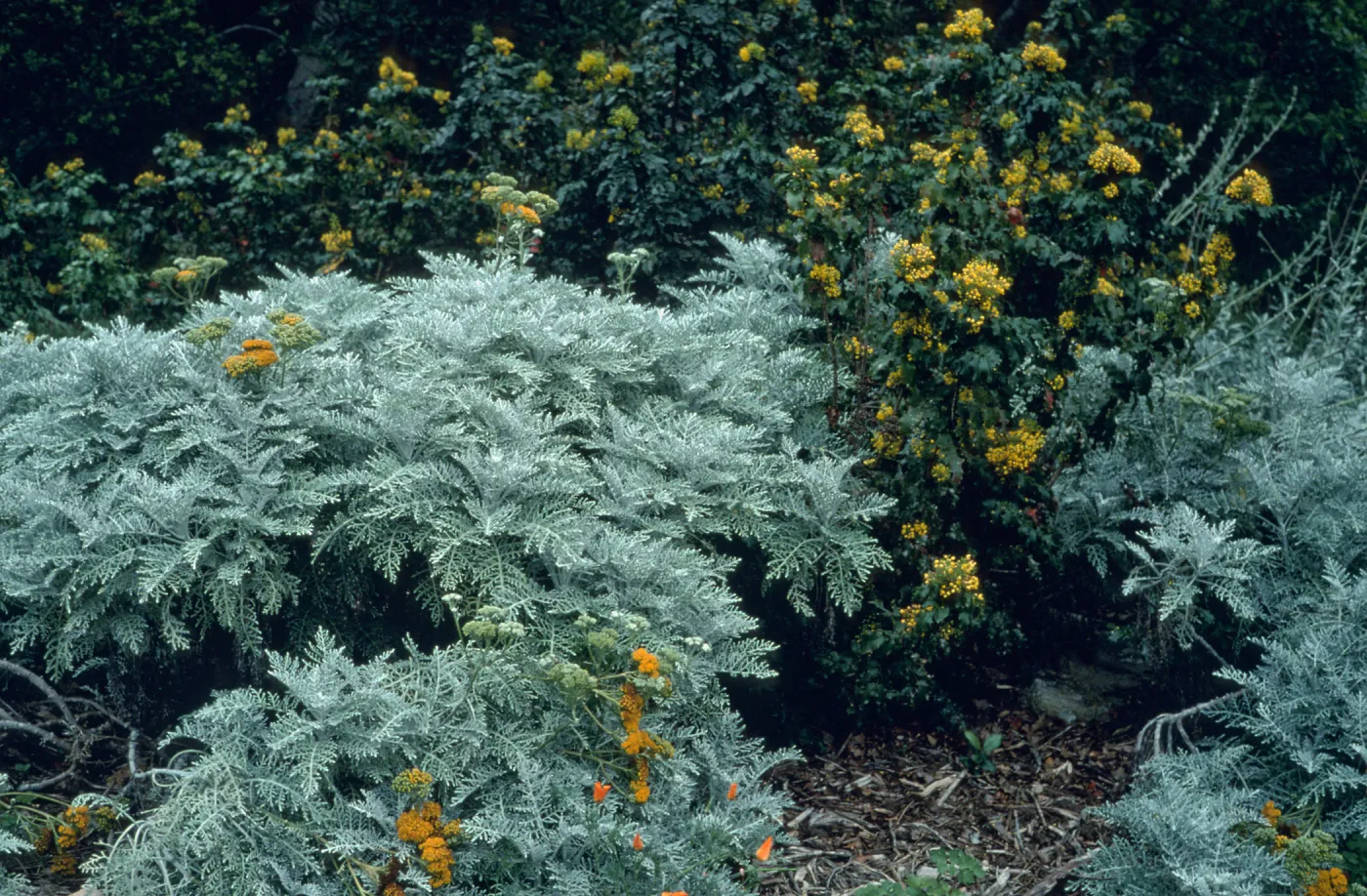 Eriophyllum nevinii cv. Canyon Silver, Mahonia aquifolium, SBBG cultivar, Plant Introduction Program