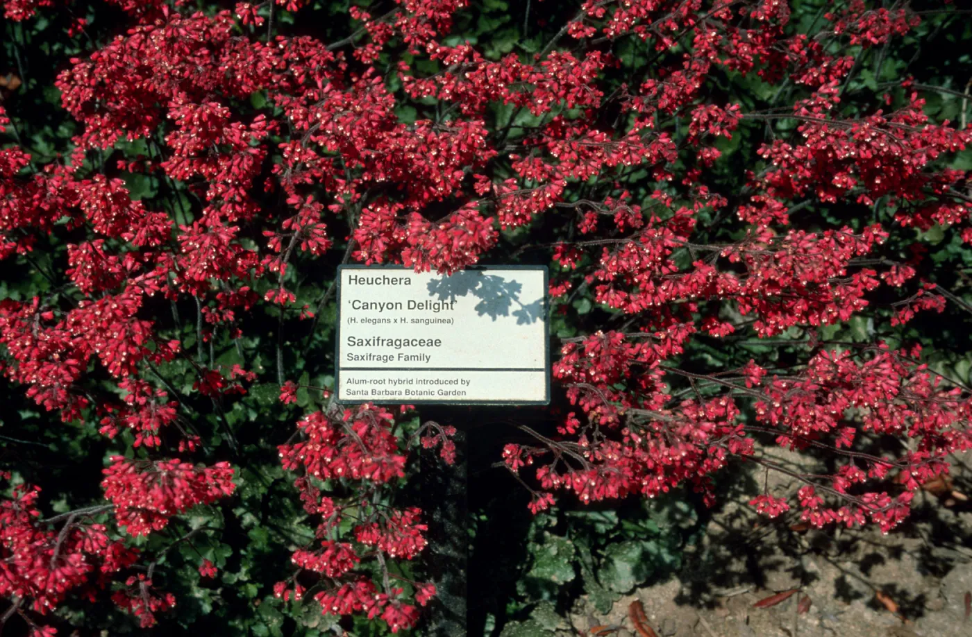 Heuchera cv. Canyon Delight, SBBG cultivar, Plant Introduction Program