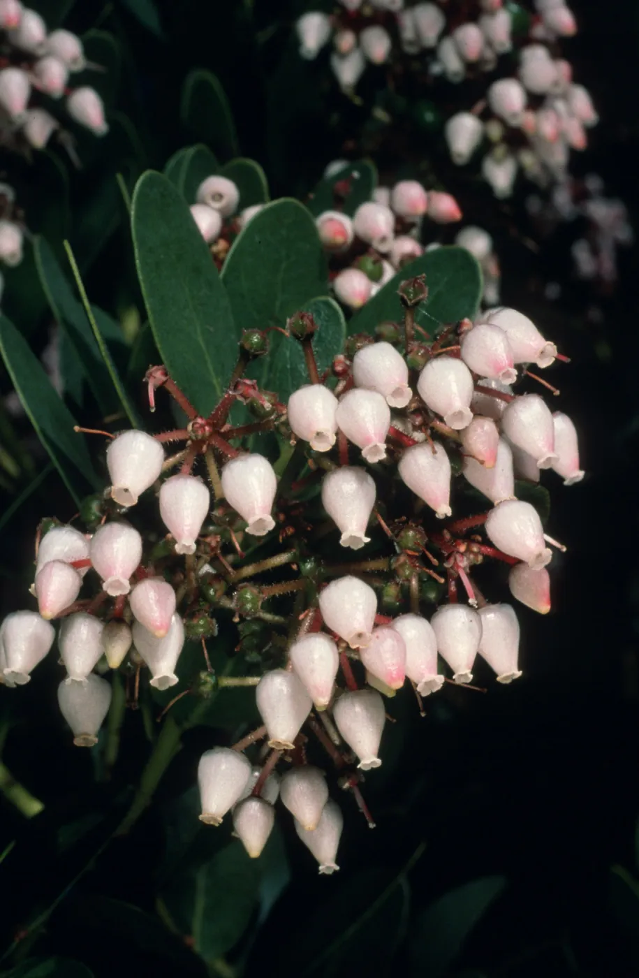 flowers, Arctostaphylos cv. Canyon Sparkles, SBBG Meadow, SBBG cultivar, Plant Introduction Program
