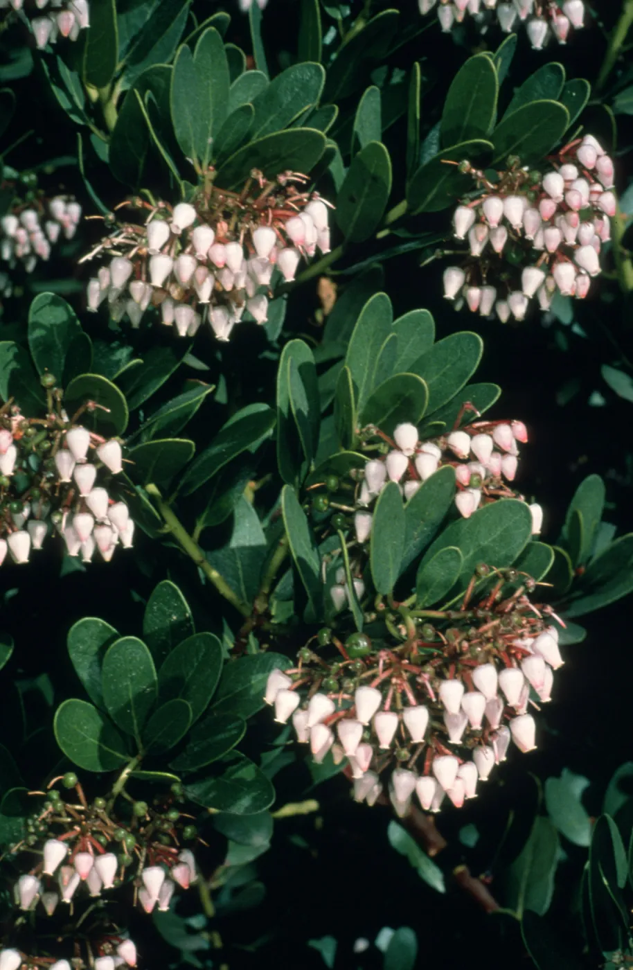 flowers, Arctostaphylos cv. Canyon Sparkles, SBBG cultivar, Plant Introduction Program