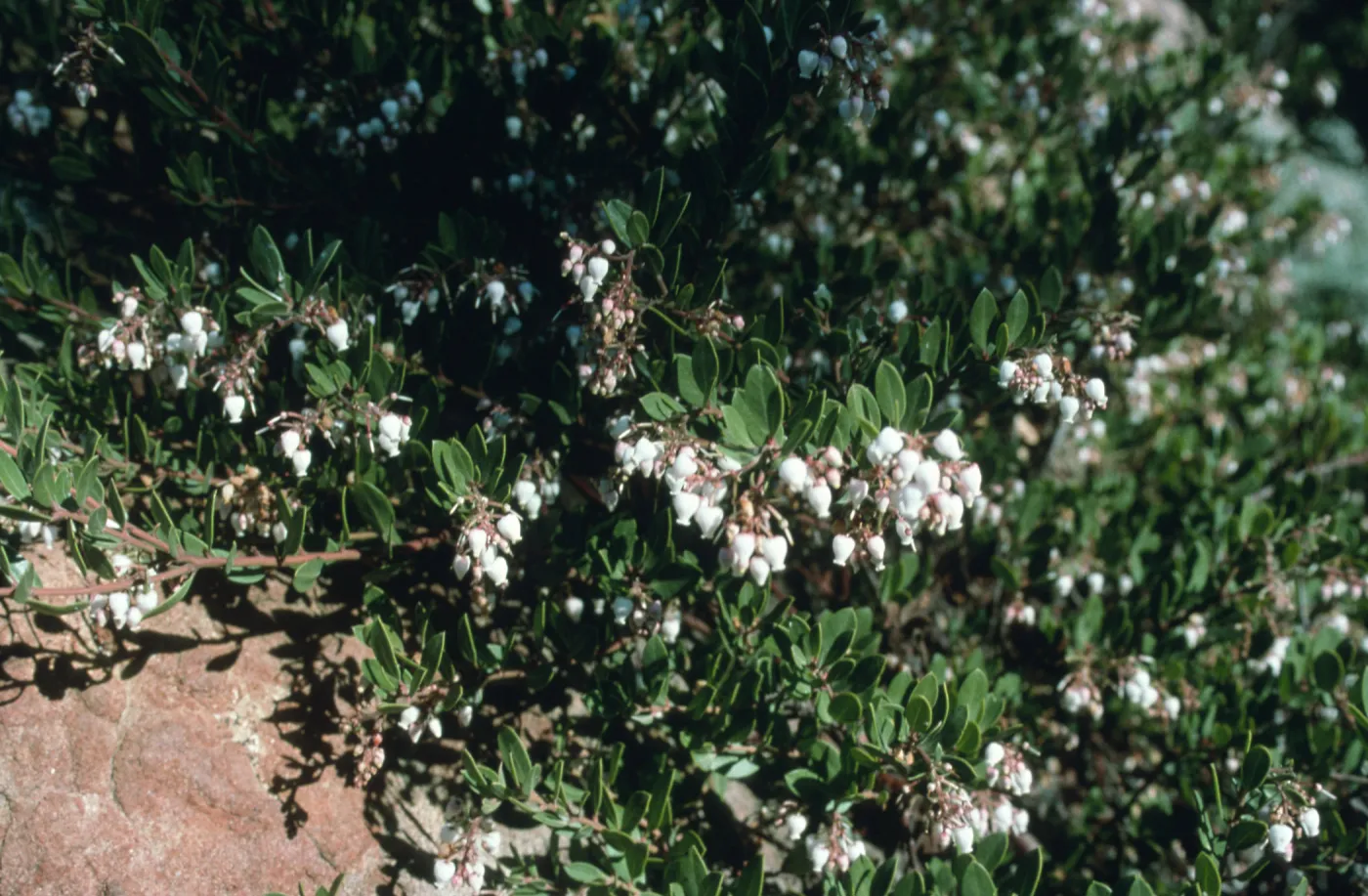 Arctostaphylos cv. White Lanterns, Manzanita Section, SBBG cultivar, Plant Introduction Program