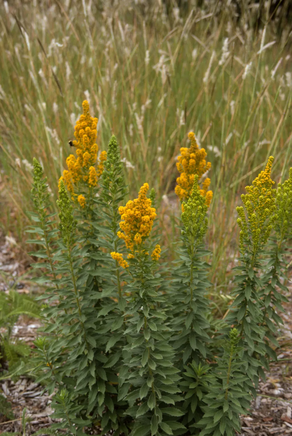 Solidago canadensis ssp. elongata with Bothriochloa barbinodis, SBBG cultivar, Plant Introduction Program