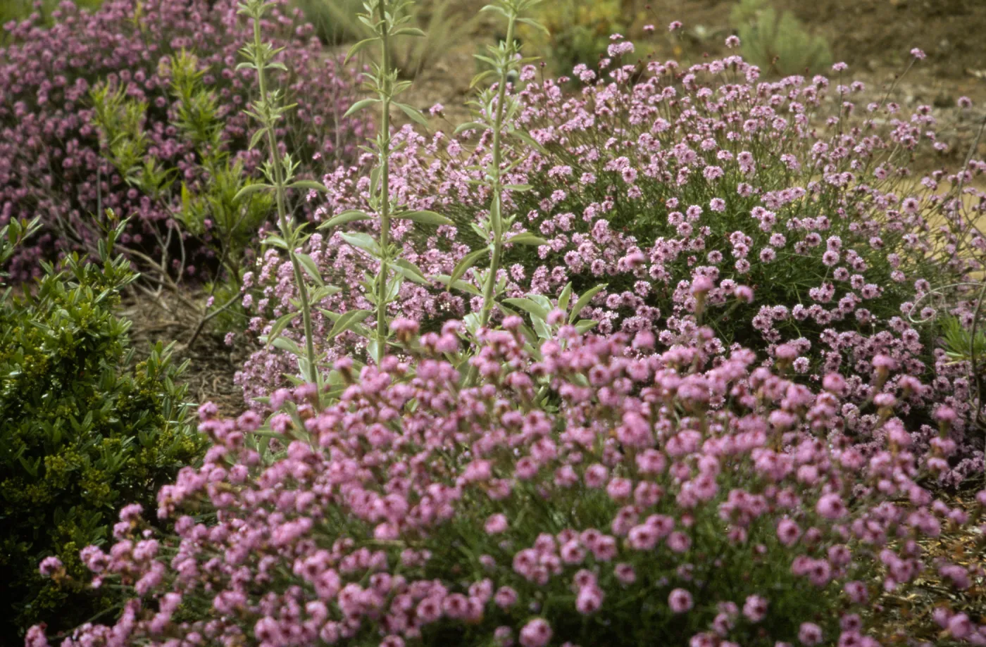 Verbena cv. De La Mina, SBBG cultivar, Plant Introduction Program