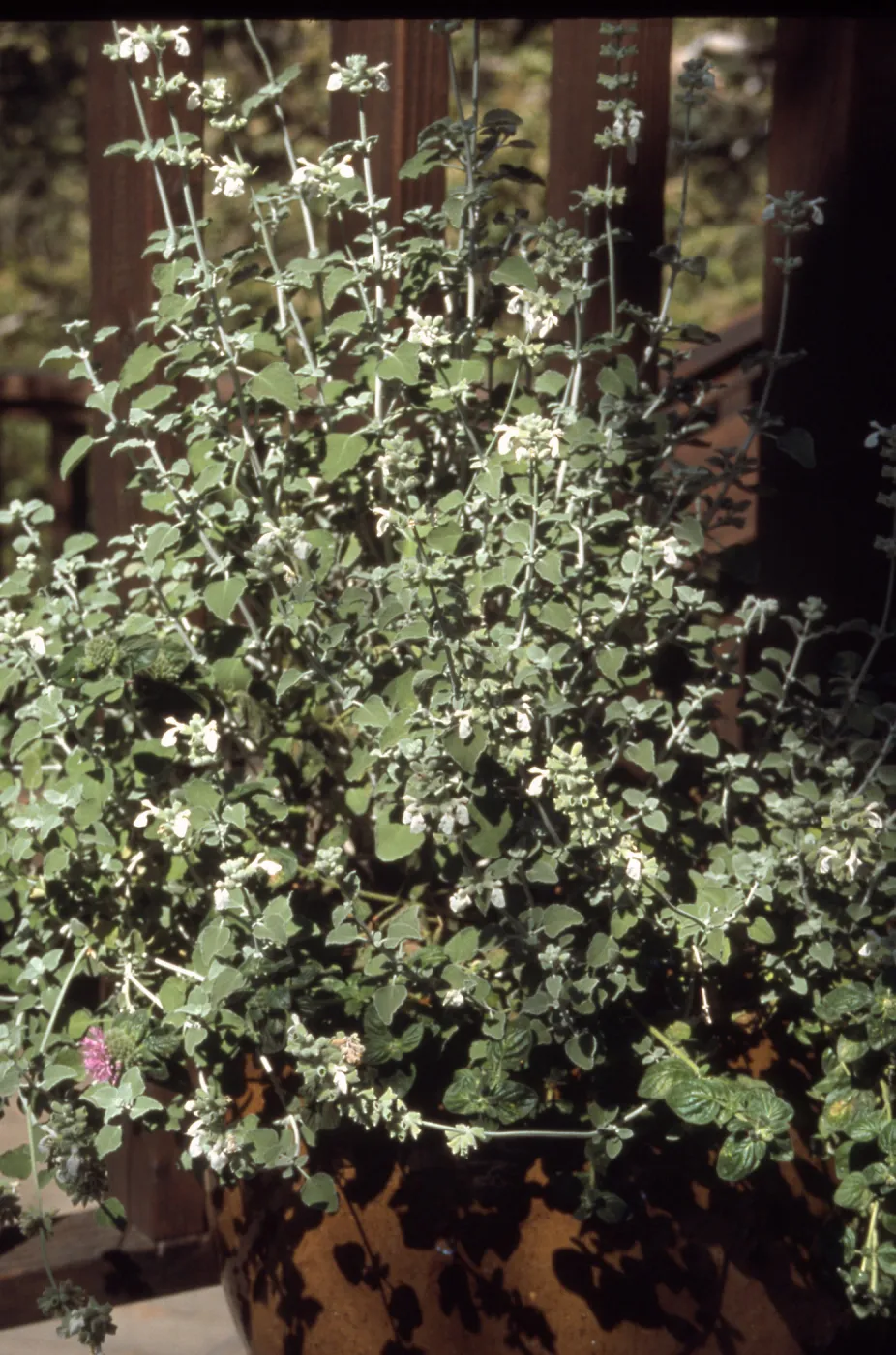Salvia (Sage) cv. Baja Blanca, SBBG cultivar, Plant Introduction Program