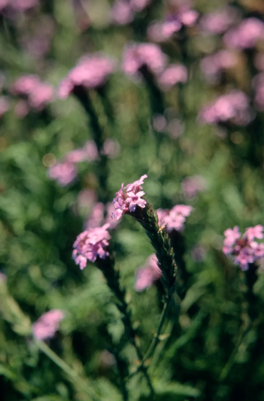 Verbena cv. De La Mina, SBBG cultivar, Plant Introduction Program