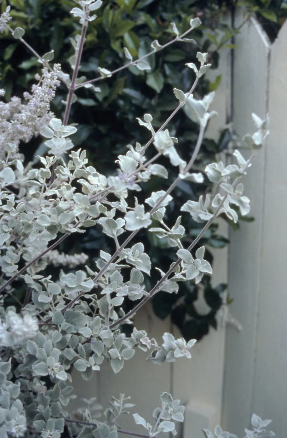 Hyptis cv. Silver Lining, SBBG cultivar, Plant Introduction Program