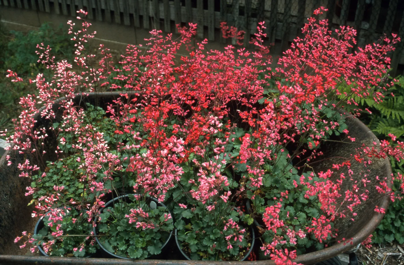 Heuchera cv. Canyon Quartet series (cv. Duet, cv. Belle,cv. Chimes, cv. Melody)