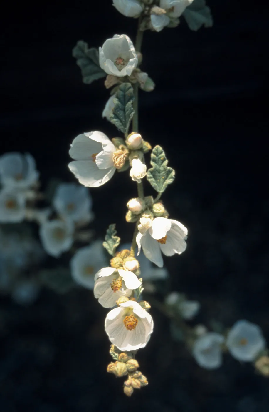 Sphaeralcea fulva cv. La Luna, SBBG cultivar, Plant Introduction Program
