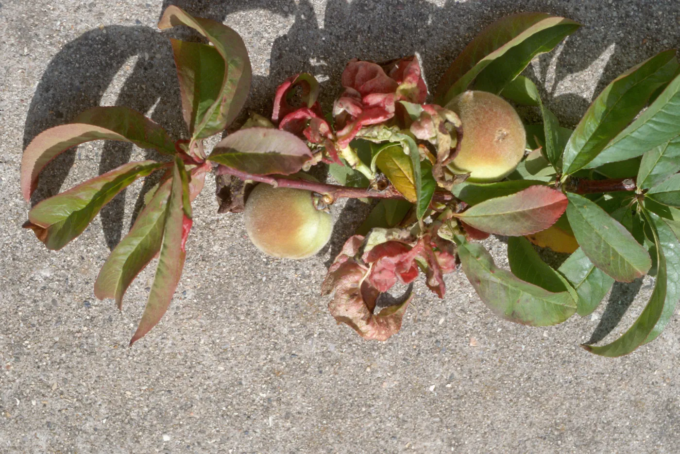 Plant Pests and Diseases, Leaf curl, Taphrina deformans, Peach