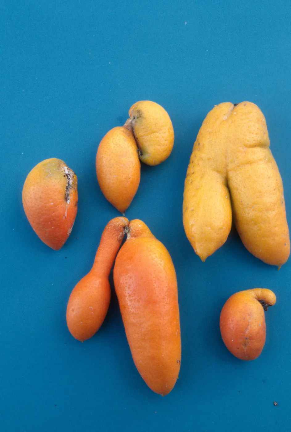 Plant Pests and Diseases, Citrus bud mite, Tangerine