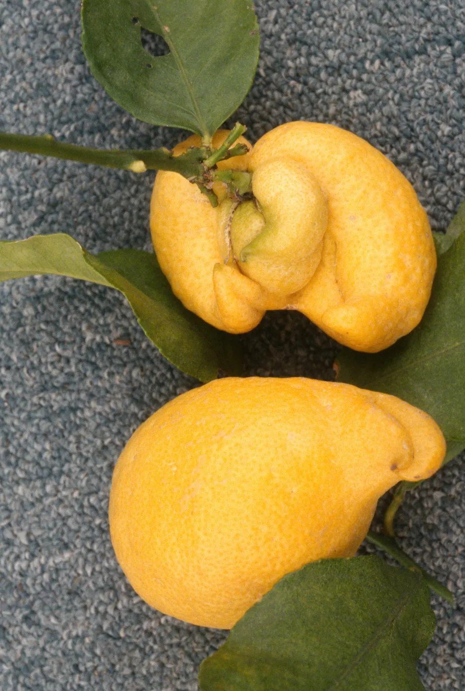 Plant Pests and Diseases, Citrus bud mite, Lemon