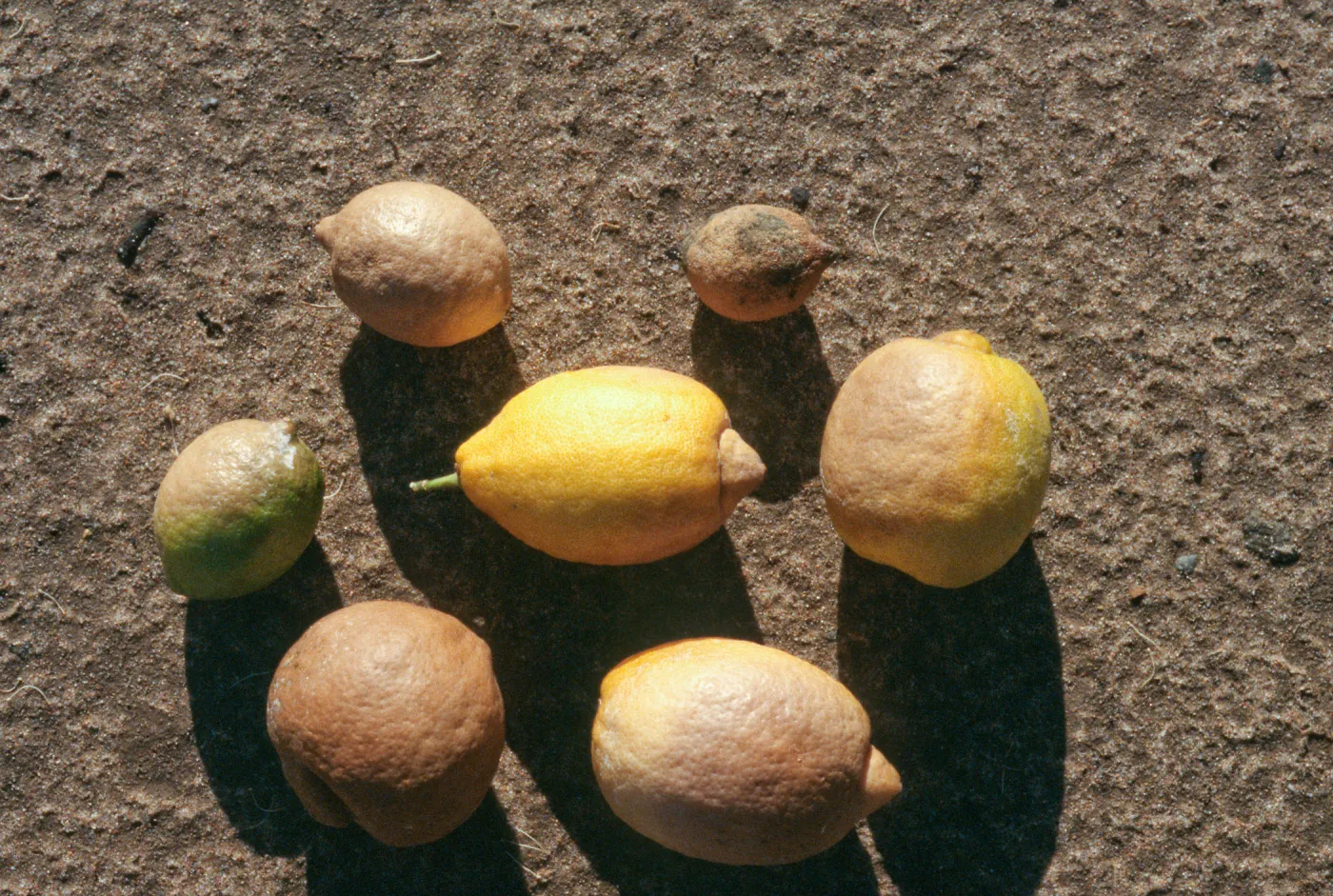 Plant Pests and Diseases, Leather rot, Phytoplittera sp., Lemon, Lime