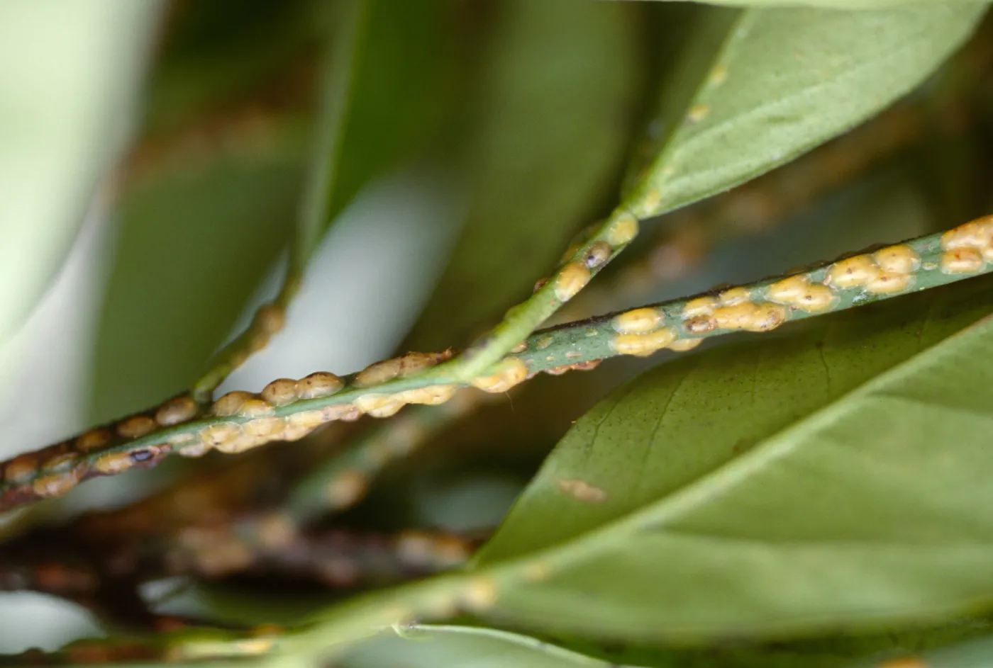Plant Pests and Diseases, Lecanium scale, Citrus