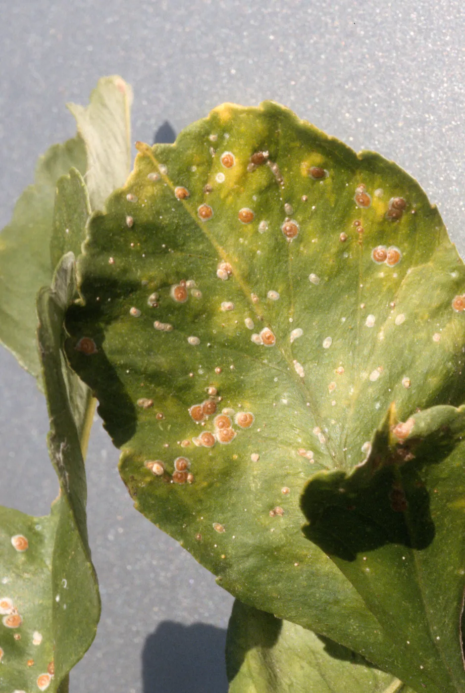 Plant Pests and Diseases, California red scale, Citrus