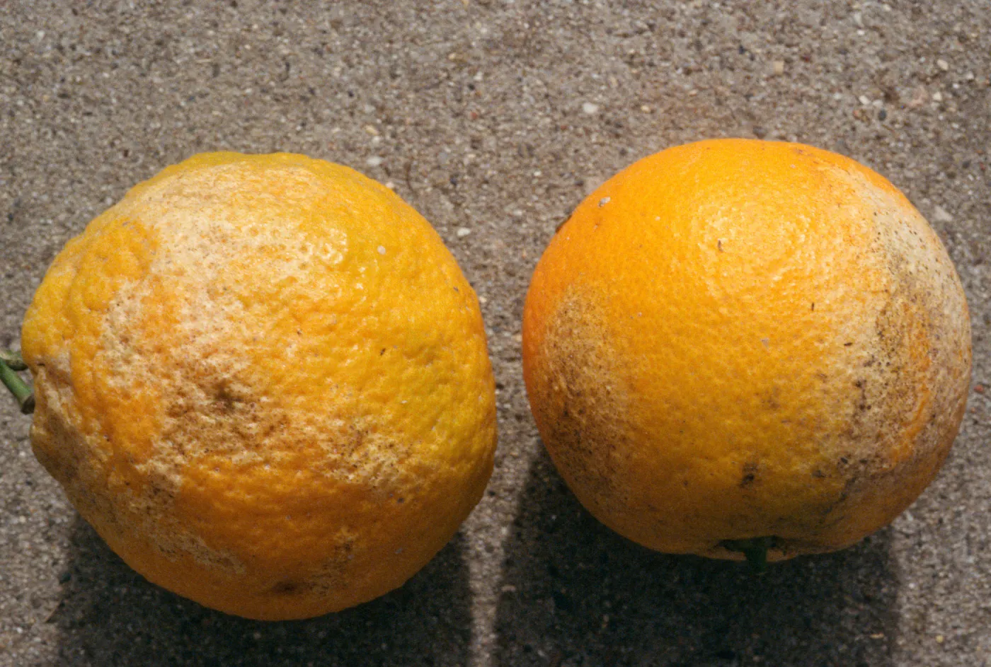 Plant Pests and Diseases, Injury and thrips, Citrus