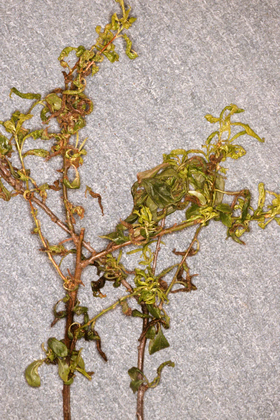 Plant Pests and Diseases, Aphid injury, Plum