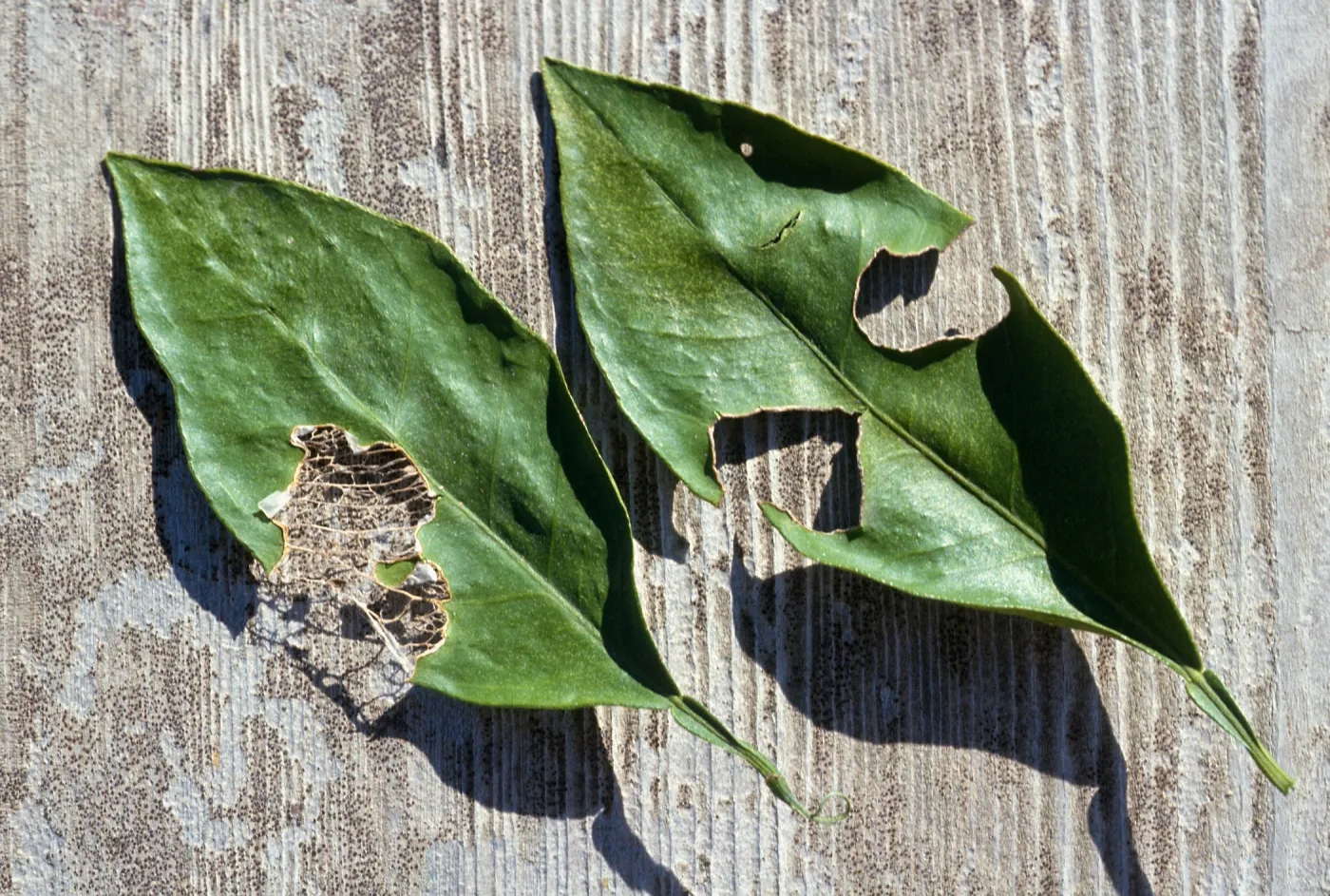 Plant Pests and Diseases, Snail damage, Citrus