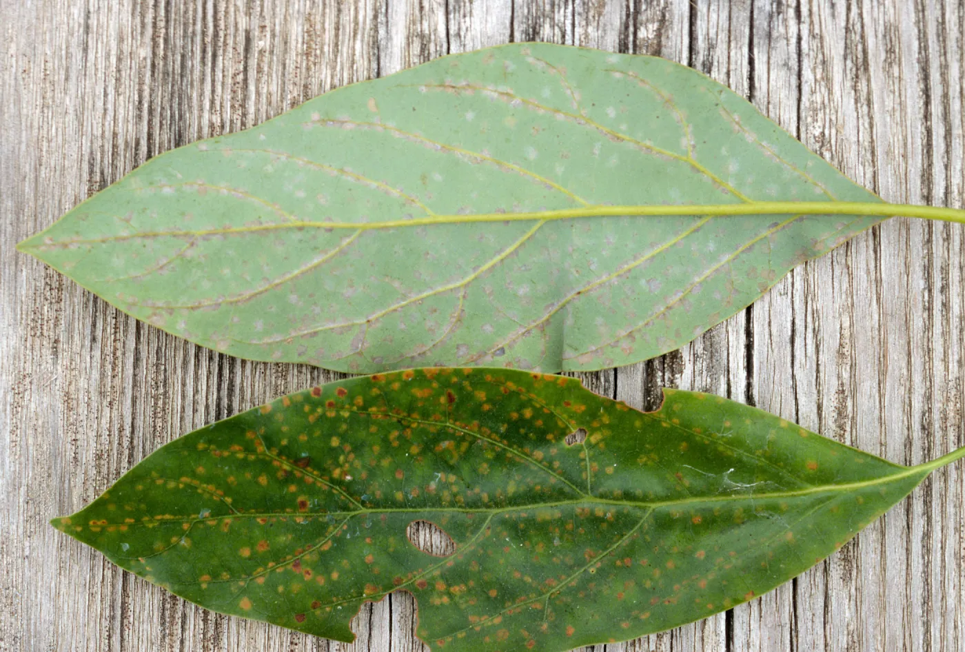 Plant Pests and Diseases, Persea mite, Avocado