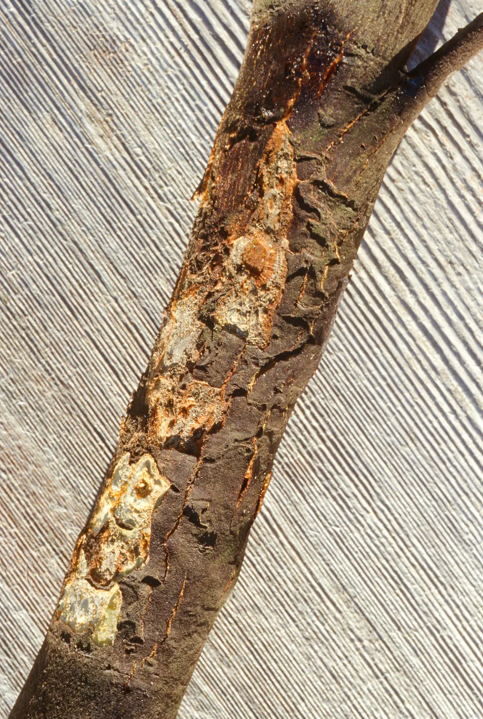 Plant Pests and Diseases, Diplodia canker, Orange