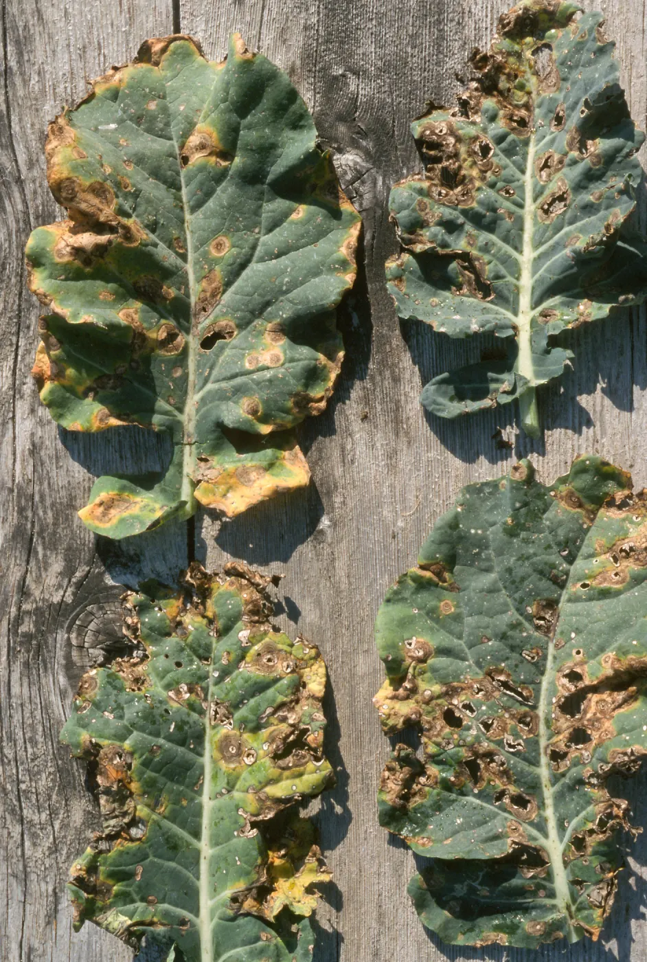Plant Pests and Diseases, Alternaria, Broccoli