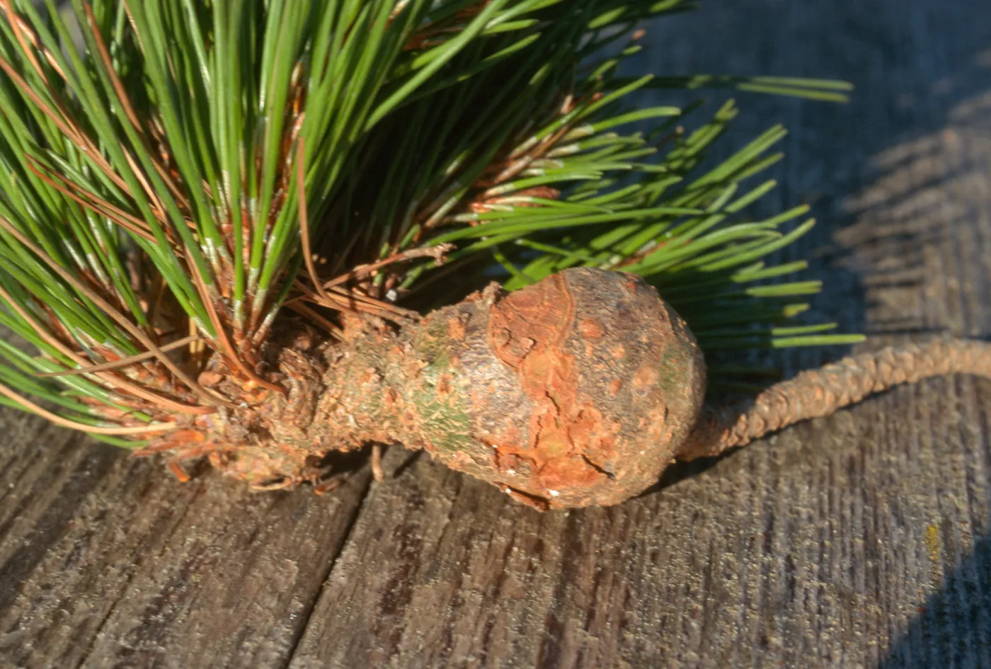 Plant Pests and Diseases, Western gall rust, Pine