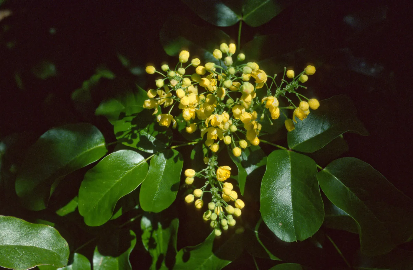 Berberis pinnata insularis