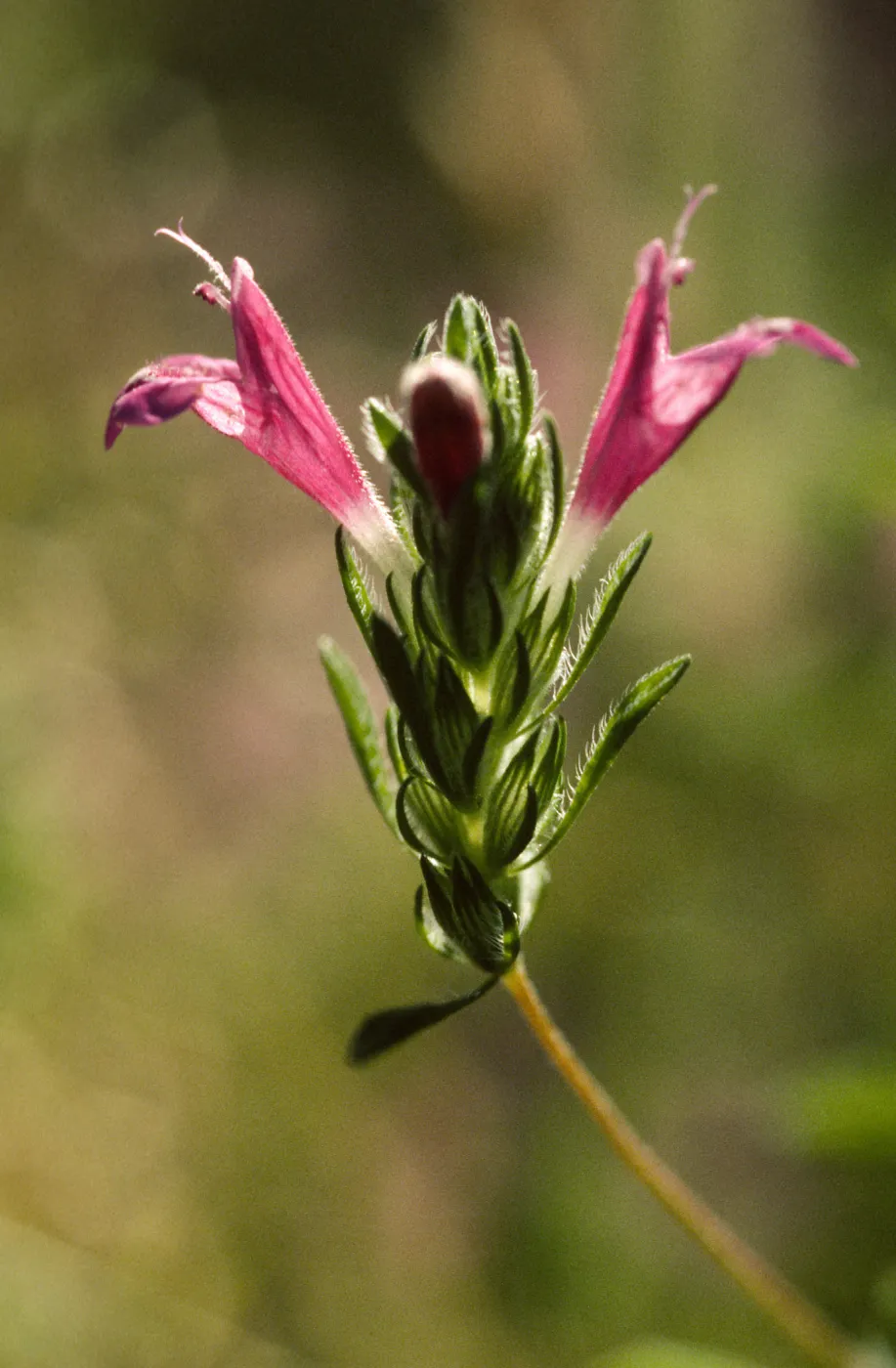 Pogogyne clareana