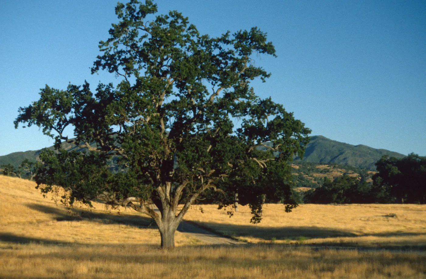 Quercus lobata