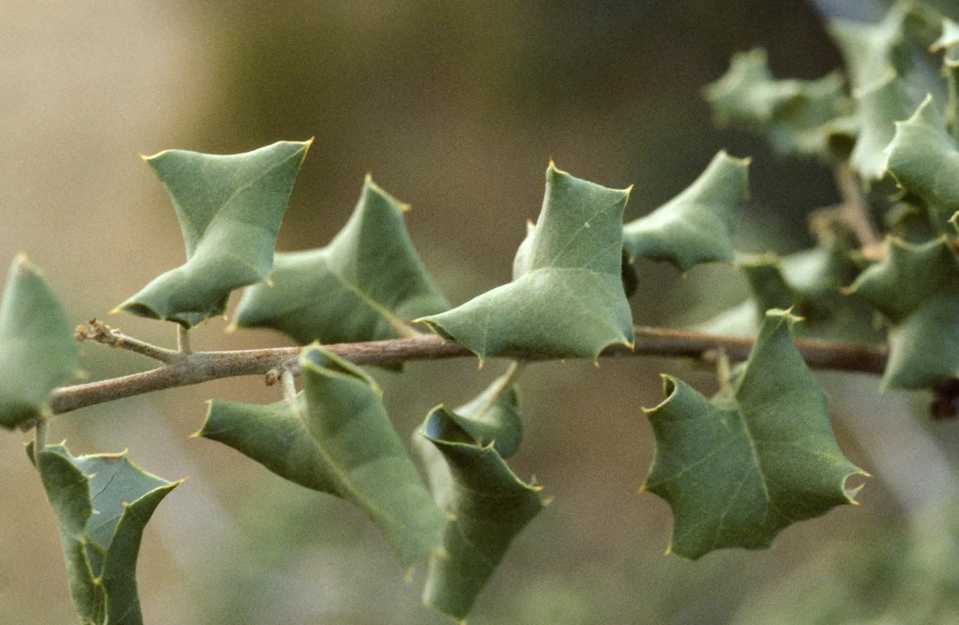 Quercus palmeri