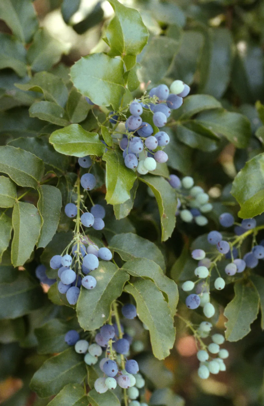 Berberis pinnata insularis