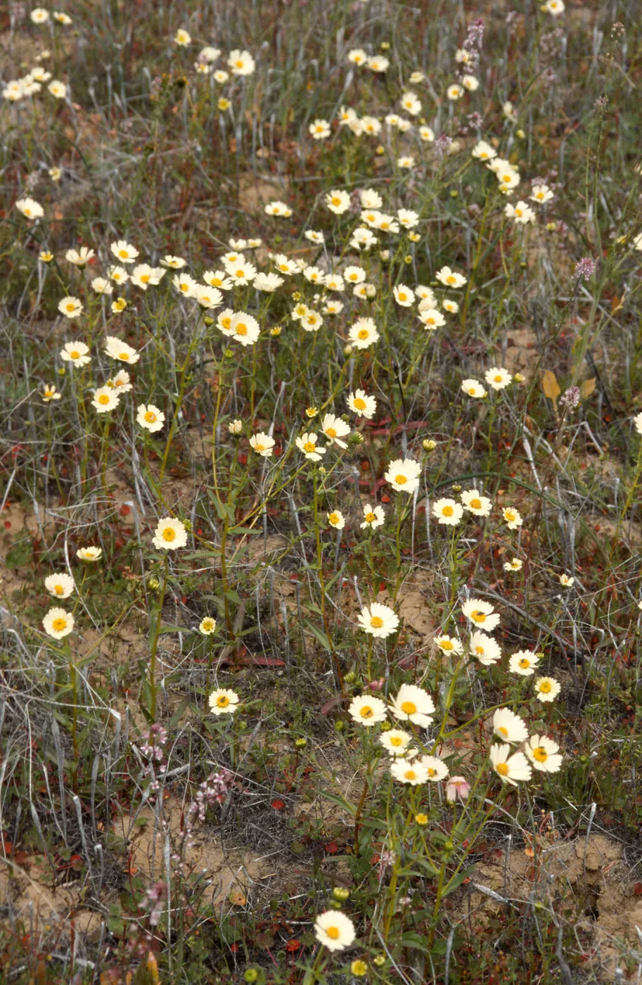 Layia heterotricha