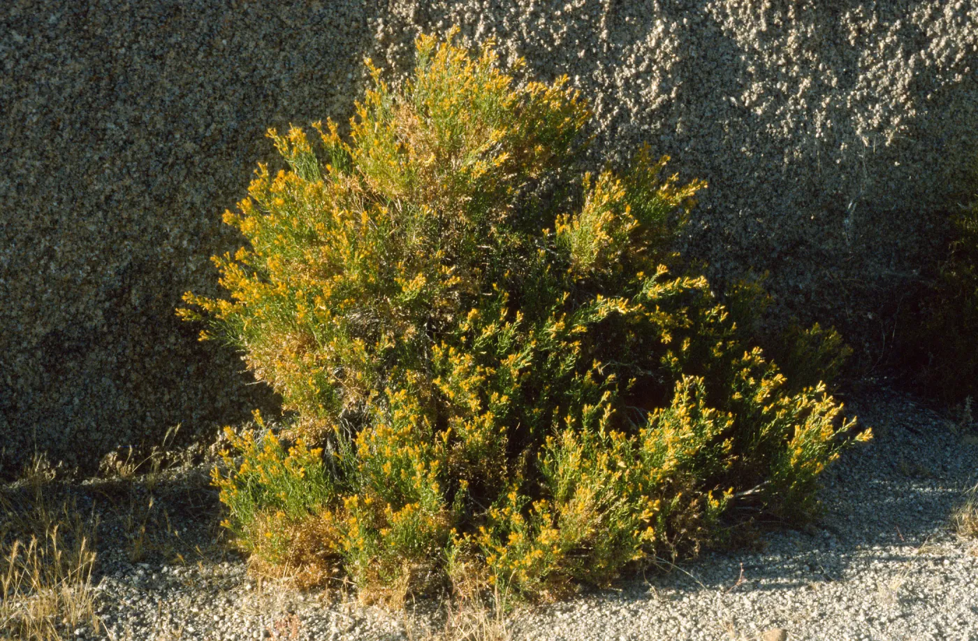 Ericameria cuneata