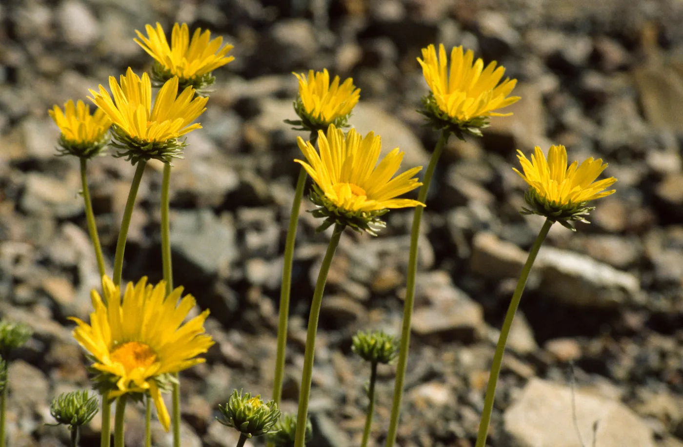 Enceliopsis argophylla