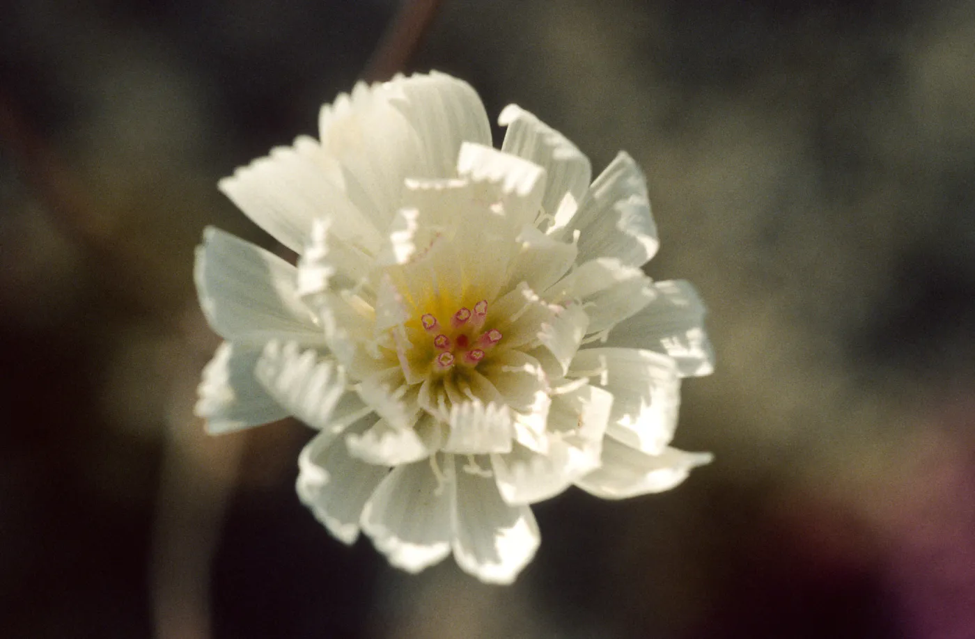 Atrichoseris platyphylla