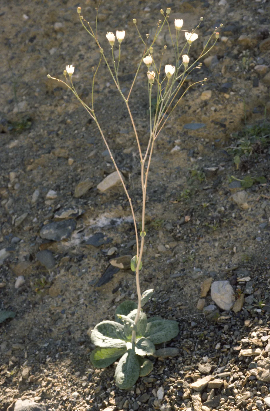 Atrichoseris platyphylla