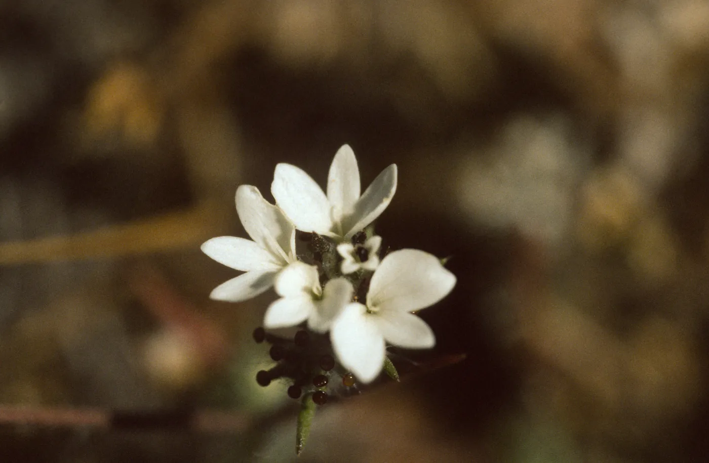 Calycadenia villosa