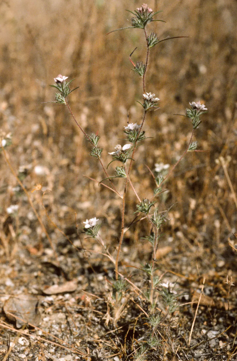 Calycadenia villosa