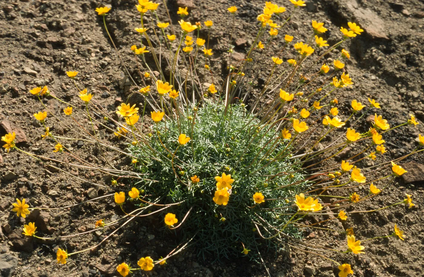 Coreopsis bigilovii