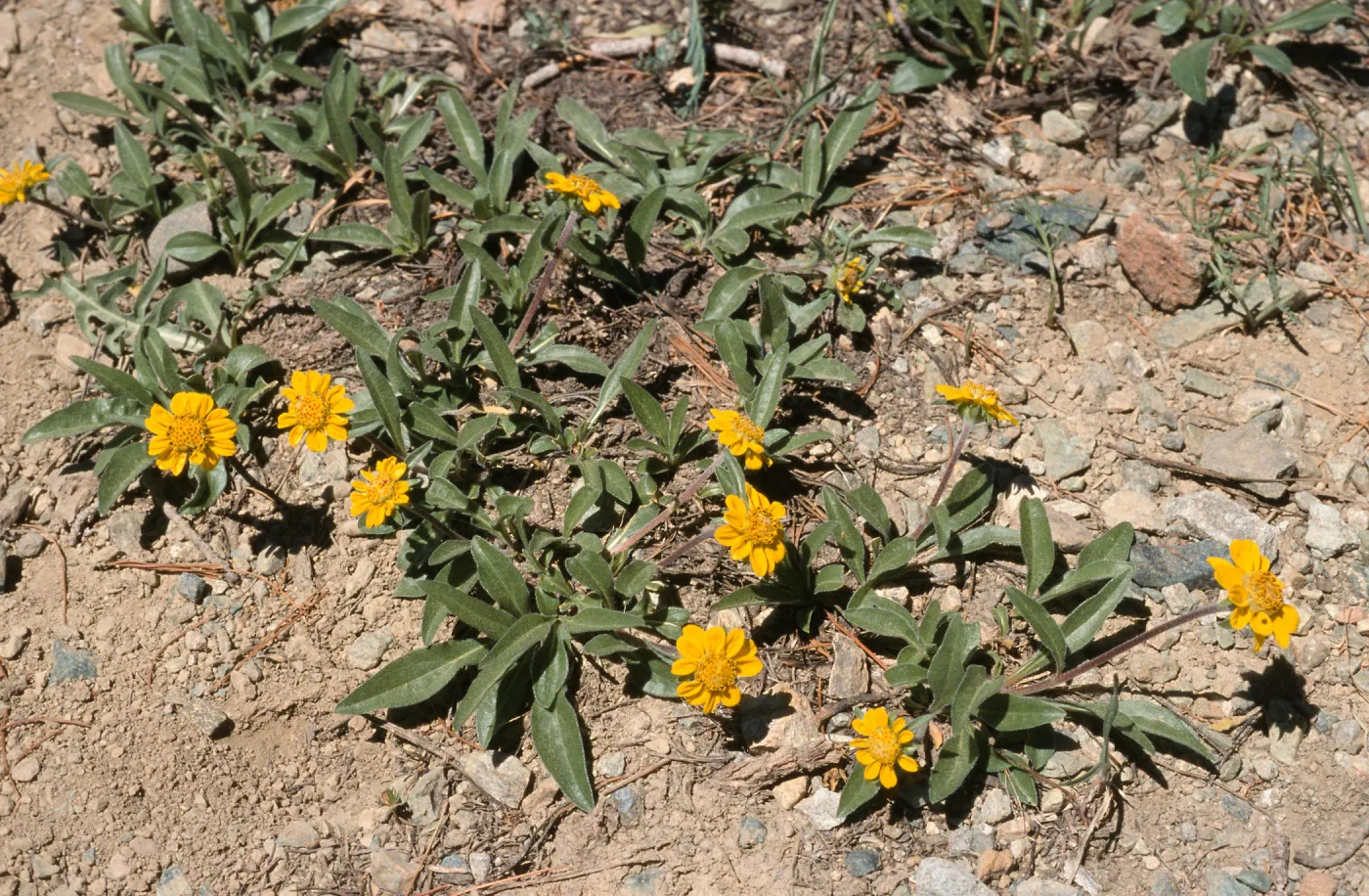 Helianthella californica shastensis