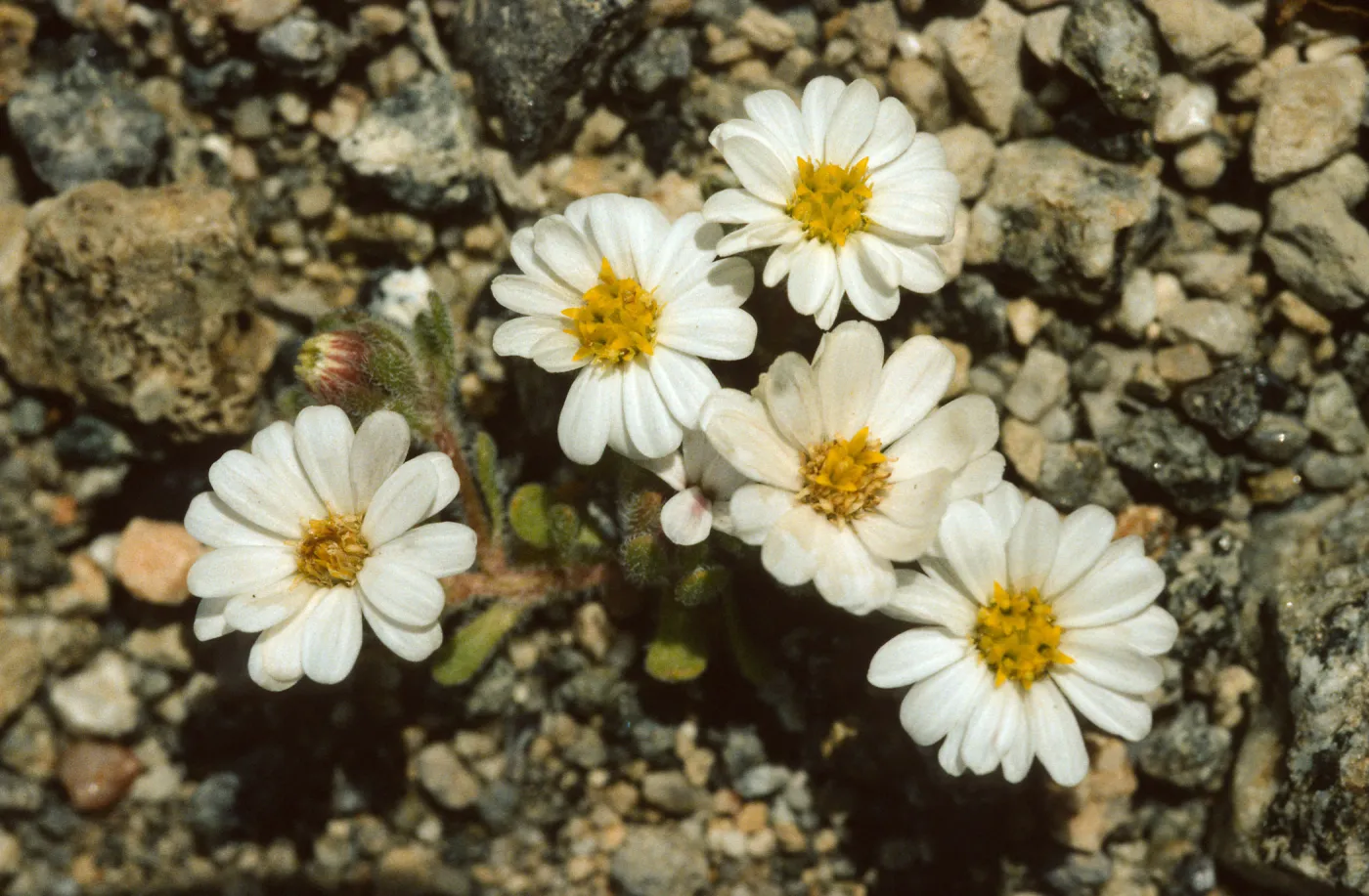 Monoptilon bellidiforme