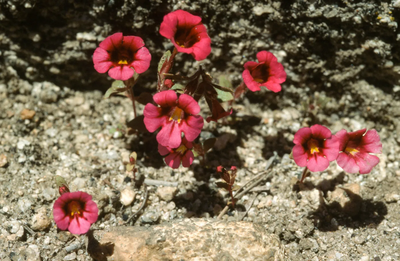 Mimulus torreyi