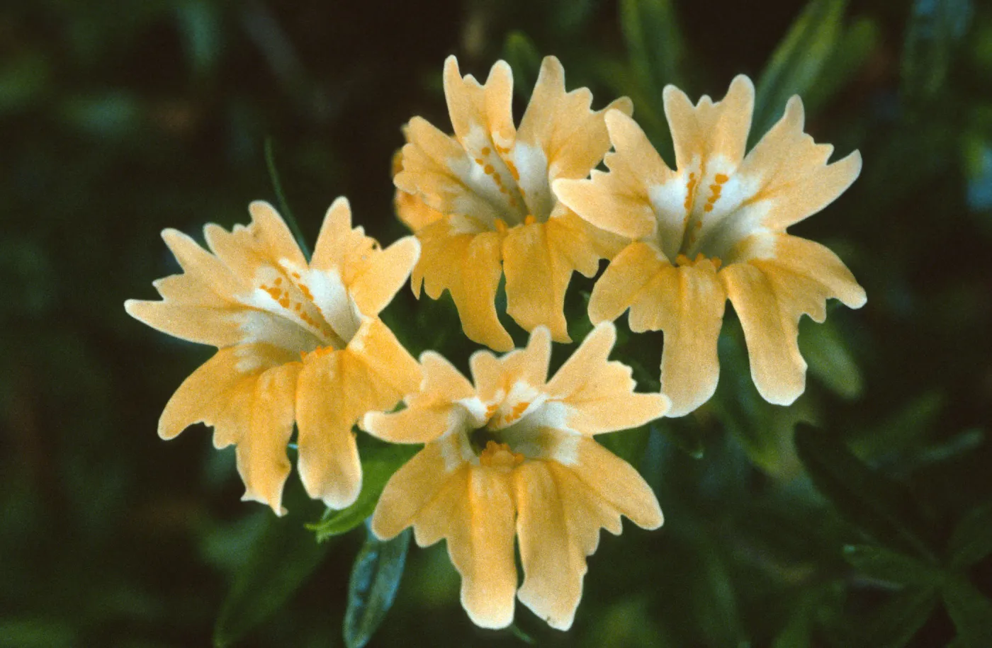 Mimulus bifidus