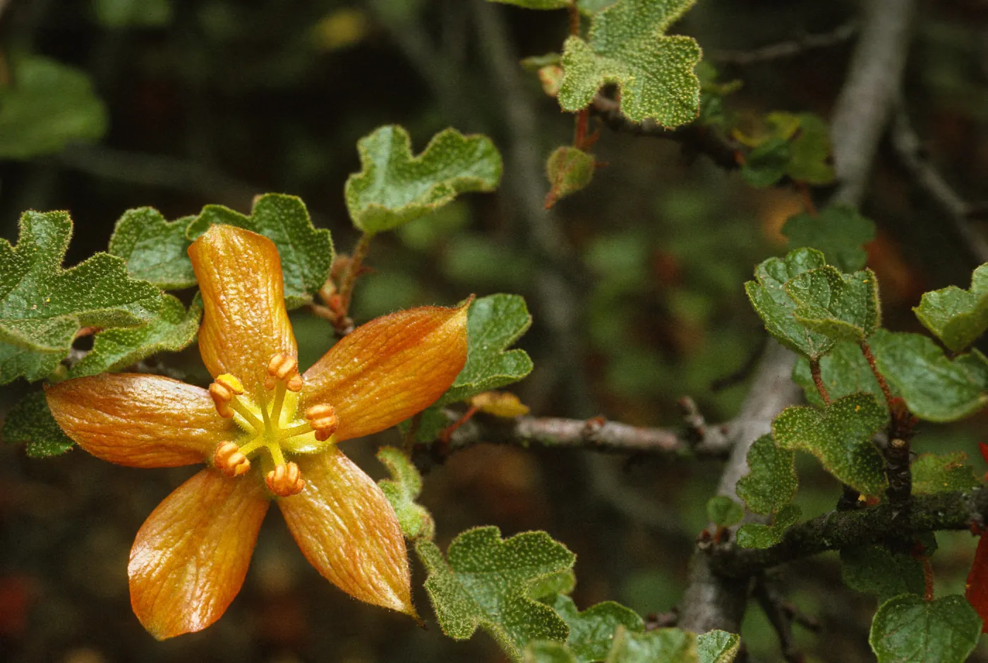 Fremontodendron decumbens