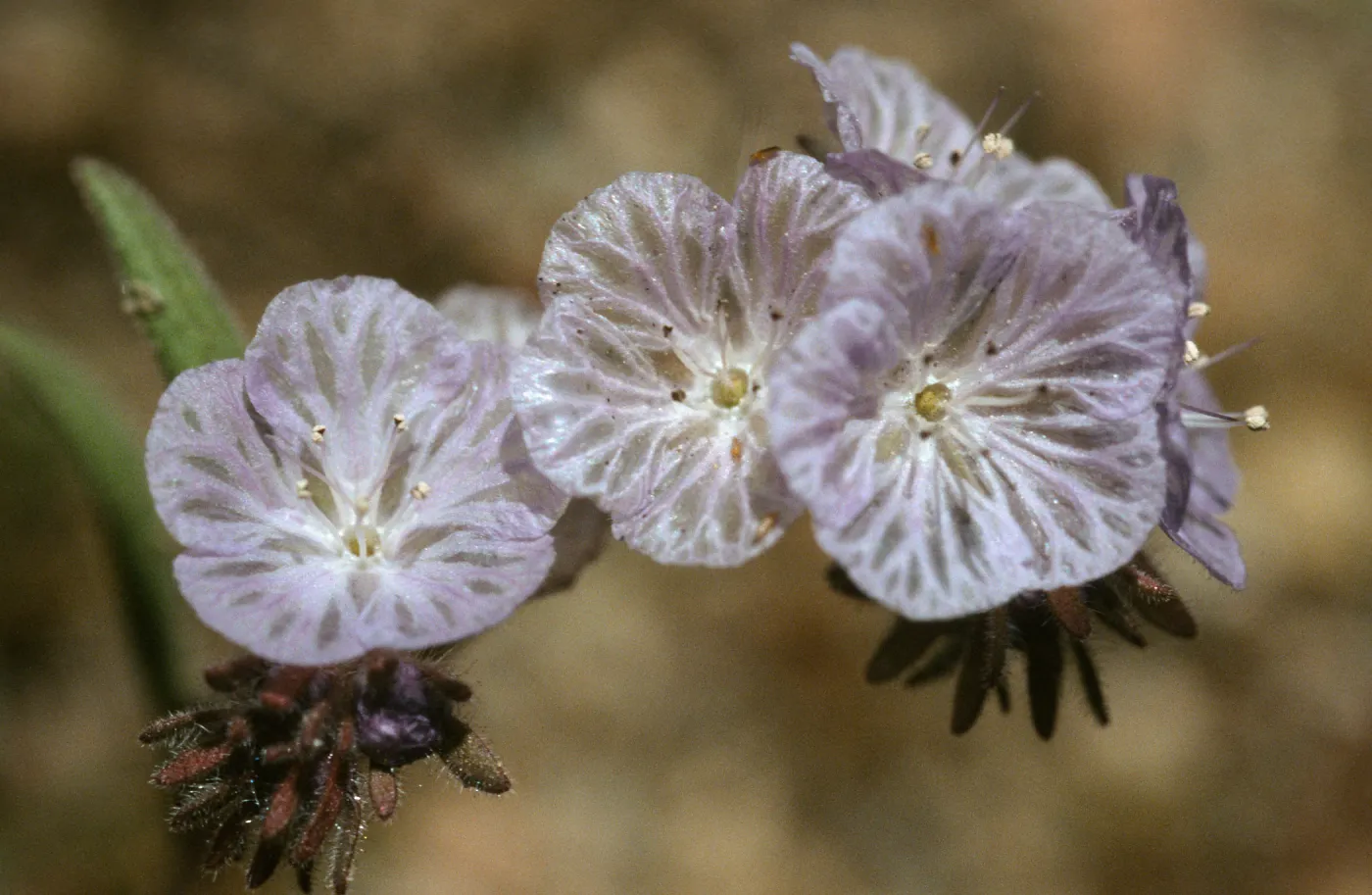 Phacelia