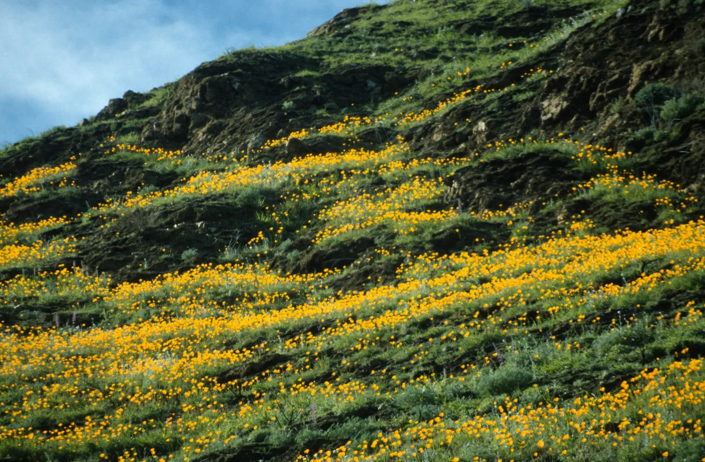 Eschscholzia (California Poppy)