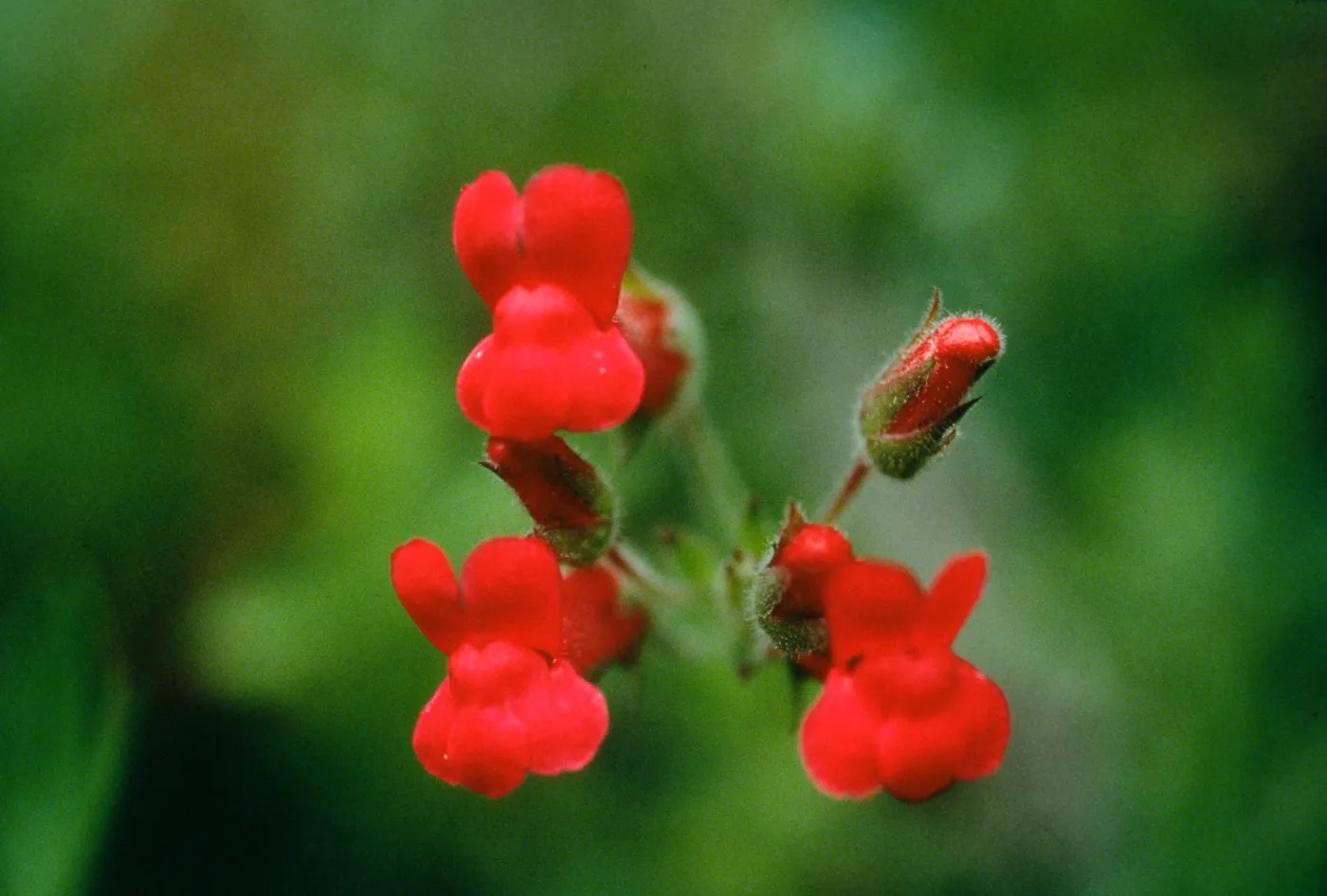 Gambelia flowers