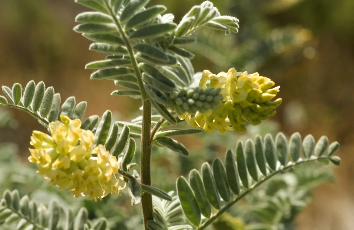 Ventura marsh milkvetch, Astragalus pycnostachyus var. lanosissimus, flowering inflorescence, SBBG conservation, CPC plant