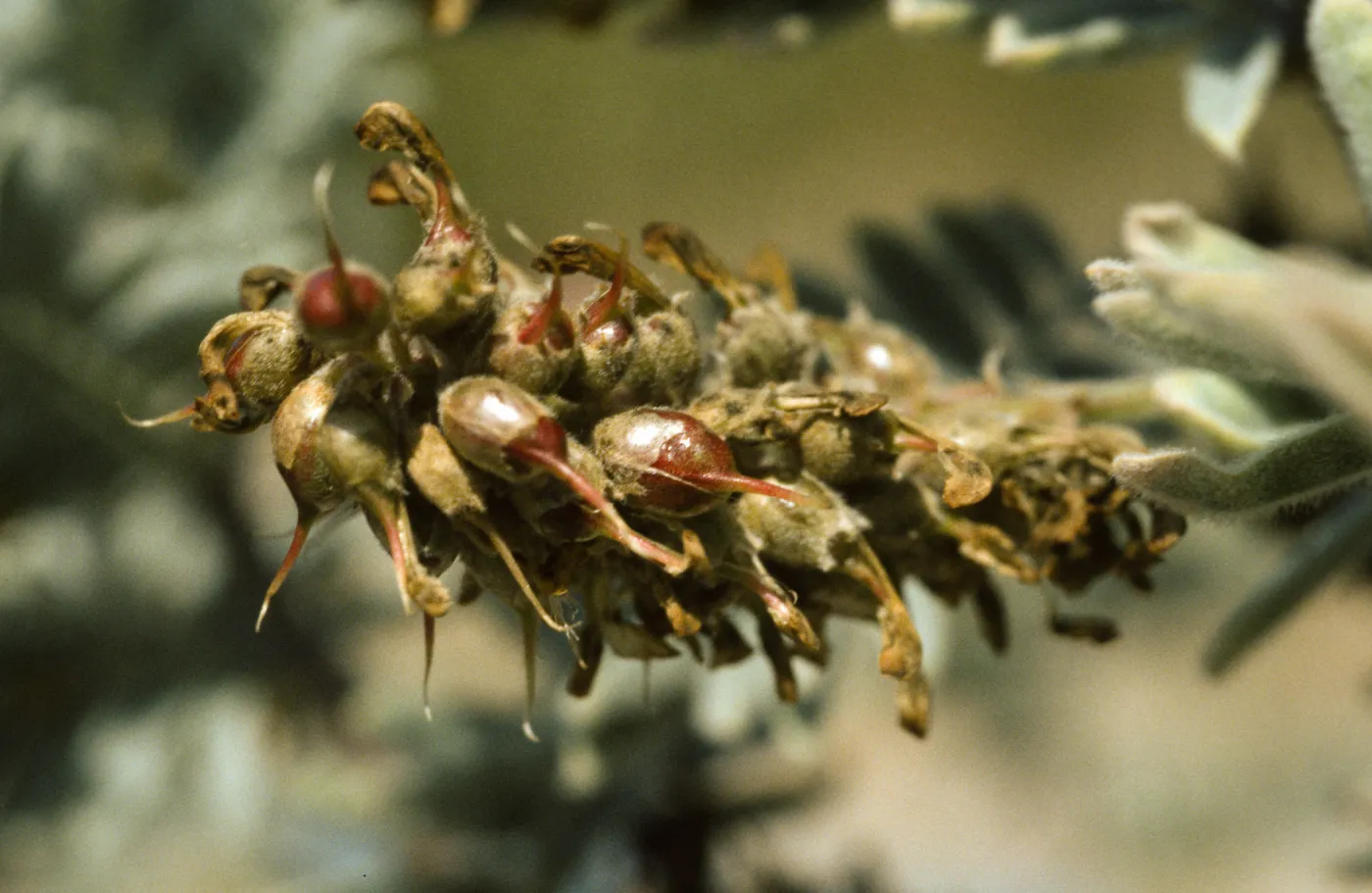 Ventura marsh milkvetch, Astragalus pycnostachyus var. lanosissimus, fruiting inflorescence, SBBG conservation, CPC plant